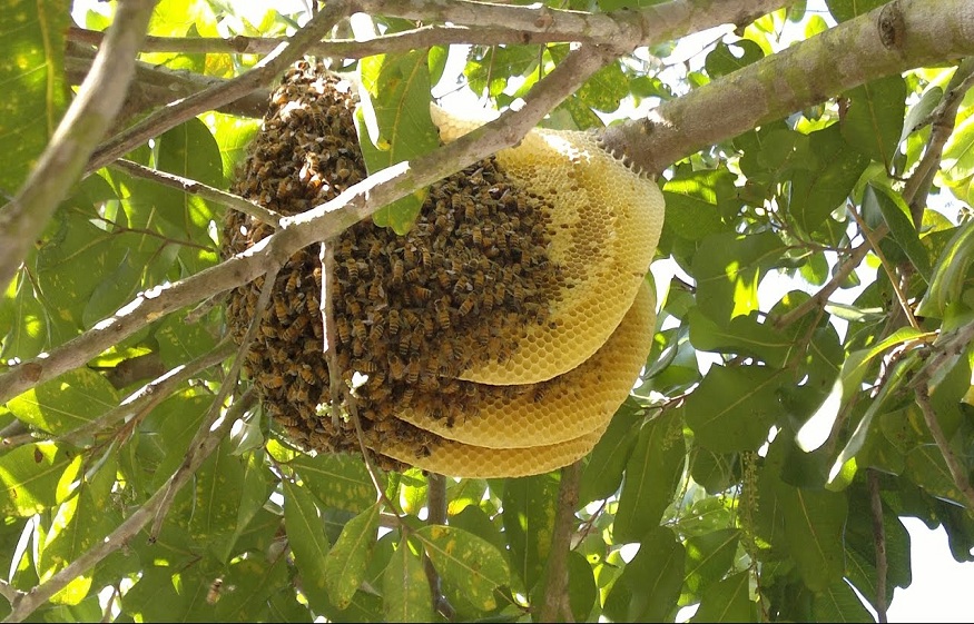 bee removal Brisbane