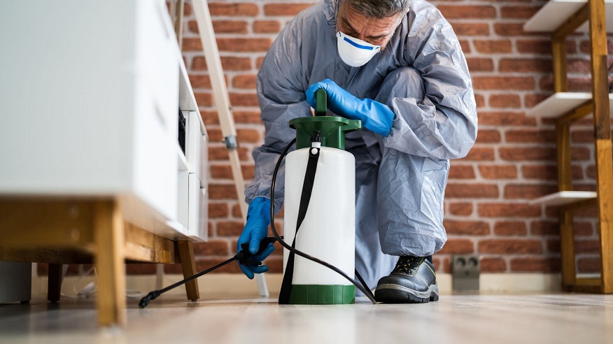 Six Reasons Home Pest Control is Important