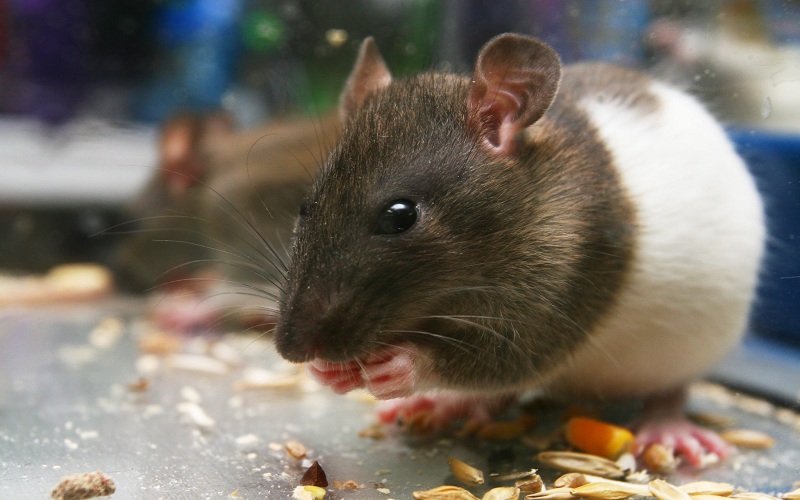 Rat Control Brisbane: The Best Method to Protect Your Food Business