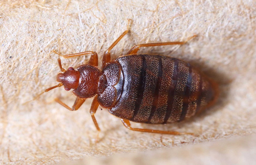 Why Regular Bed Bug Inspections by Specialists Near You Matter