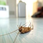 Pest Problem in Your House