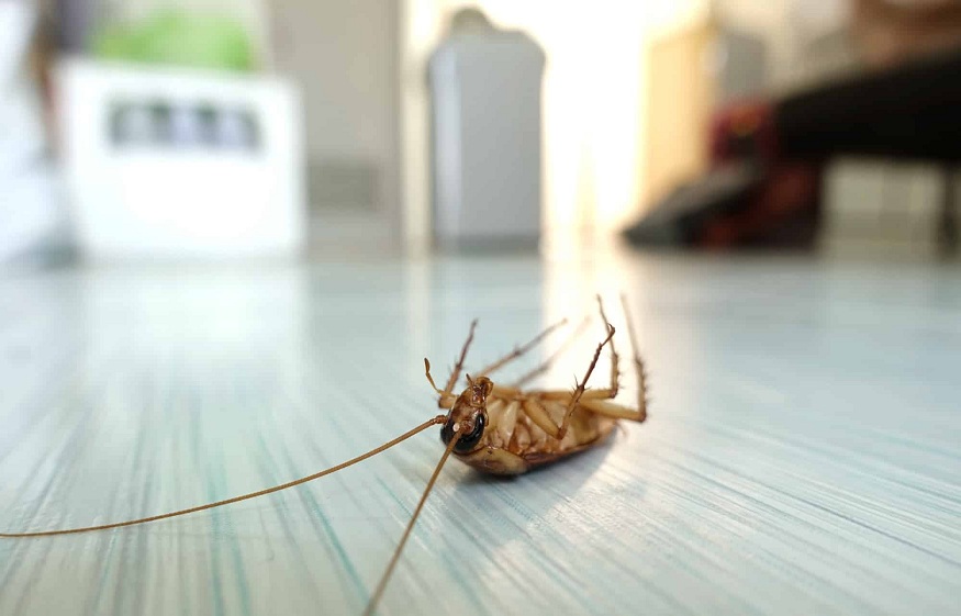 Pest Problem in Your House