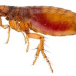 Pointe Pest