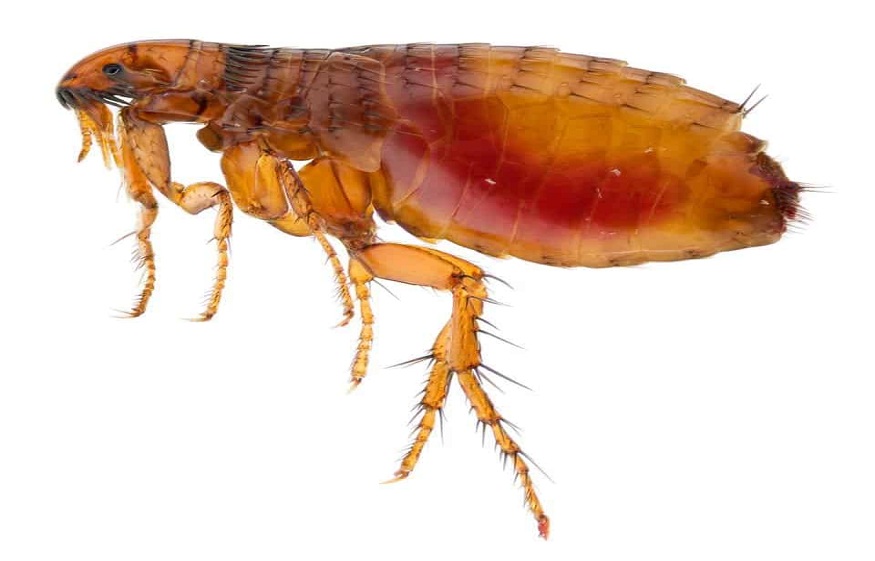 Pointe Pest