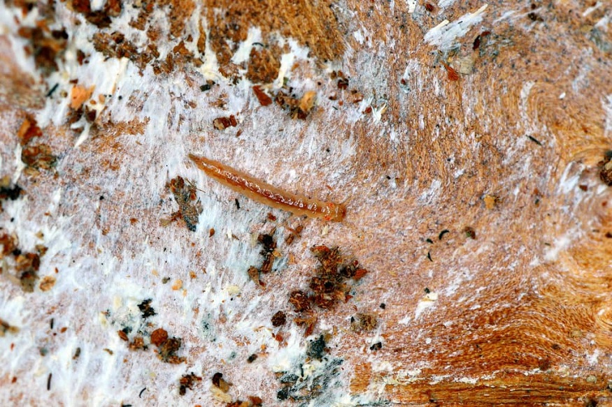 Powderpost Beetles