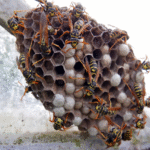 Hidden Wasp Nesting Spots