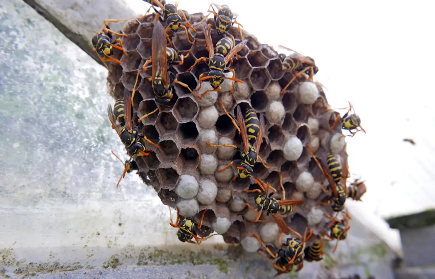Hidden Wasp Nesting Spots